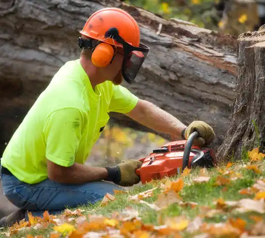 tree services Zumbrota